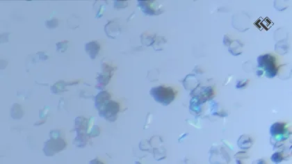 Holistic Polymorph Screening - Identify the Lead Crystal Form and Accelerate CMC Progress